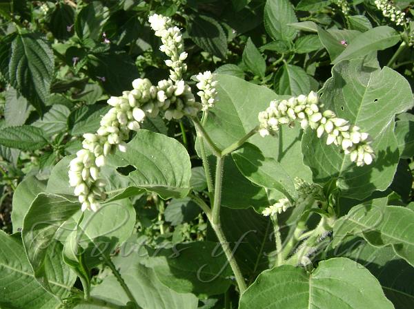 Oriental Pepper